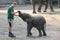 Young elephant with zookeeper in Zoo Wuppertal, Germany. Animal keeper controls mouth and trunk