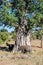 Young elephants in the African savannah at the foot of a baobab Elephants in the shade of a giant Baobab