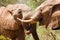 Young elephants fight