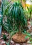 Young elephants foot plant in a tropical garden, popular garden and houseplant, ornamental trees