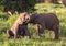 Young elephants play. Amboseli, Kenya