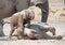 Young elephants playing.