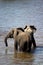 Young elephants playing in river