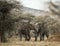 Young elephants playing, Serengeti, Tanzania