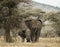 Young elephants playing, Serengeti, Tanzania