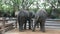 Young elephants standing and waiting travelers people visit and looking and feed