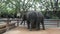 Young elephants standing and waiting travelers people visit and looking and feed