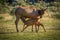 Young elk calf nursing in Mammoth Hot Springs