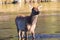 Young elk calf standing in river during crossing