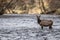 Young Elk Calf Stands In River