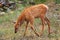 Young Elk Calf in Yellowstone National Park