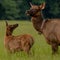 Young Elk Looks Back at Mother That is Tagged