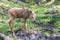 Young elk or moose in norway