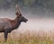 Young elk in right profile in Cataloochee Oct 5