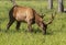 Young elk with velvet on meadow.The wapiti Cervus canadensis is one of the largest species within the deer