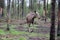Young elk in the woods of sweden