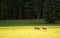 Young elks running in field