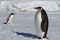 Young emperor penguin and Gentoo penguins