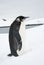 The young emperor penguin standing in the snow on Ð° winter day.