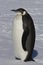 Young emperor penguin in sunny day