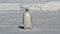 Young emperor penguin who stands on frozen ocean winter sunny day