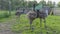 Young Emu ostriches walk in the aviary. Conservation of natural diversity. Ostrich farm.