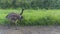 Young Emu ostriches walk in the aviary. Conservation of natural diversity. Ostrich farm.