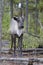 Young Endangered Bull woodland caribouhooves in forest