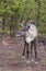 Young endangered woodland caribou on bron conifer needles