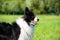 Young energetic dog on a walk. Border Collie.