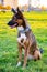 Young energetic half-breed dog with handmade collar walks in the meadow.