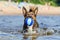 Young energetic half-breed dog is jumping over water. Doggy is playing with ball in water.