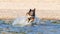 Young energetic half-breed dog is jumping over water. Doggy is playing in water.