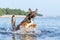 Young energetic half-breed dog is jumping over water. Doggy is playing in water.