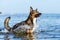 Young energetic half-breed dog is jumping over water. Doggy is playing in water.