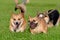 Young energetic welsh corgi pembroke is playing with French bulldog.