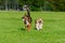 Young energetic welsh corgi pembroke is playing with half-breed dog.