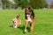 Young energetic welsh corgi pembroke is playing with half-breed dog.