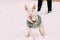 Young English Bull Terrier Bullterrier Puppy Dog Playing Outdoor
