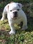 Young english bulldog