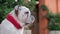 Young english bulldog in a red bandage collar sits and looking around in the yard in summer and guard the house