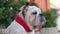 Young english bulldog in a red bandage collar sits and looking around in the yard in summer and guard the house