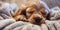 Young English Cocker spaniel puppy sleep generative AI