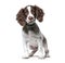 Young English Springer Spaniel, isolated