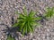 Young Erigeron canadensis (horseweed) growing in gravel