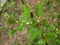 Young escape of an alder black (Alnus glutinosa L.)