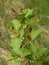 Young escape of an alder black (Alnus glutinosa L.)