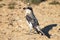 Young Esser grey shrike Lanius minor stands on the ground.