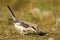 Young Esser grey shrike Lanius minor stands on the ground with a raised tail.