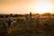 Young Ethiopian shepherd with cows in the gold sunset light